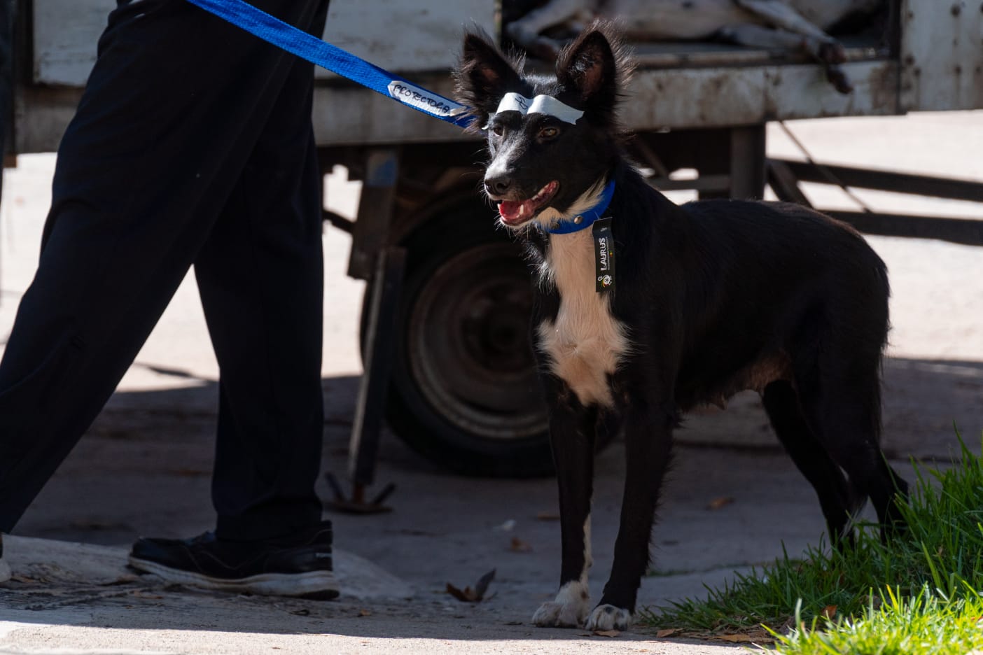 Sesenta y dos castraciones en la primera jornada del año